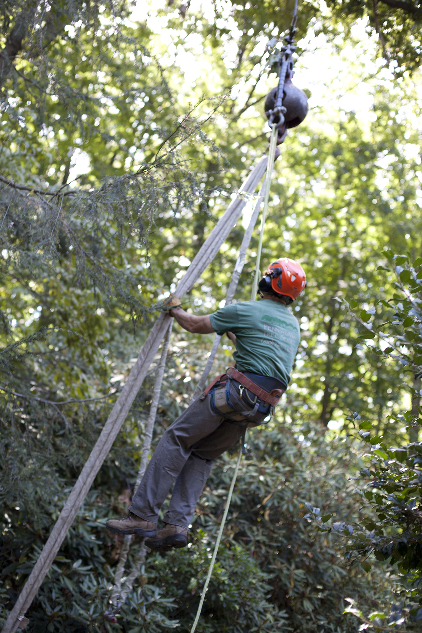 Arborist