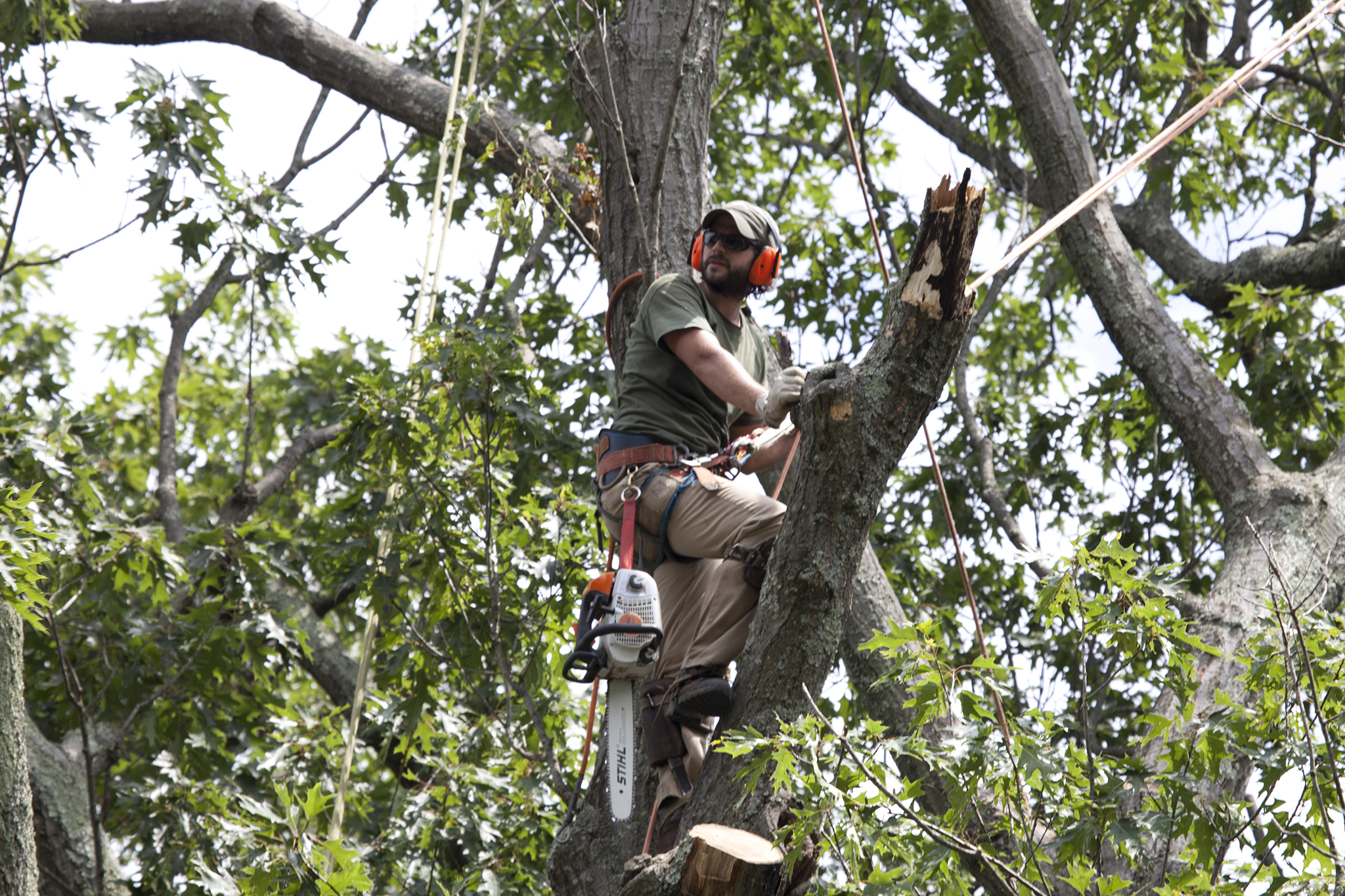 Tree Pruning