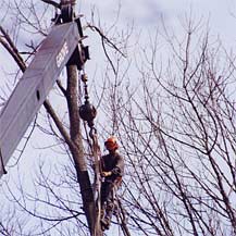 Certified Arborist