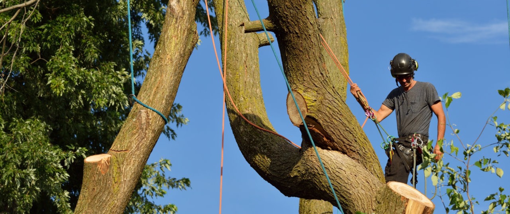 Arborist dismantling tree, holding log with ropes